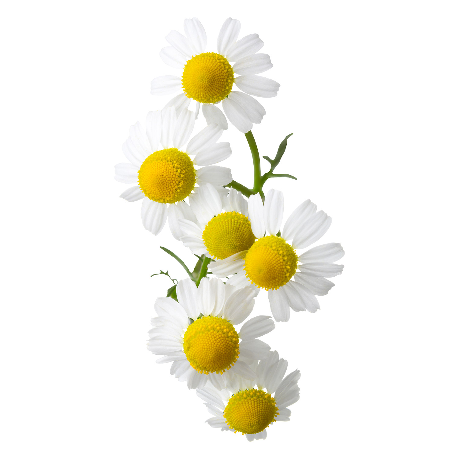 camomille matricaire